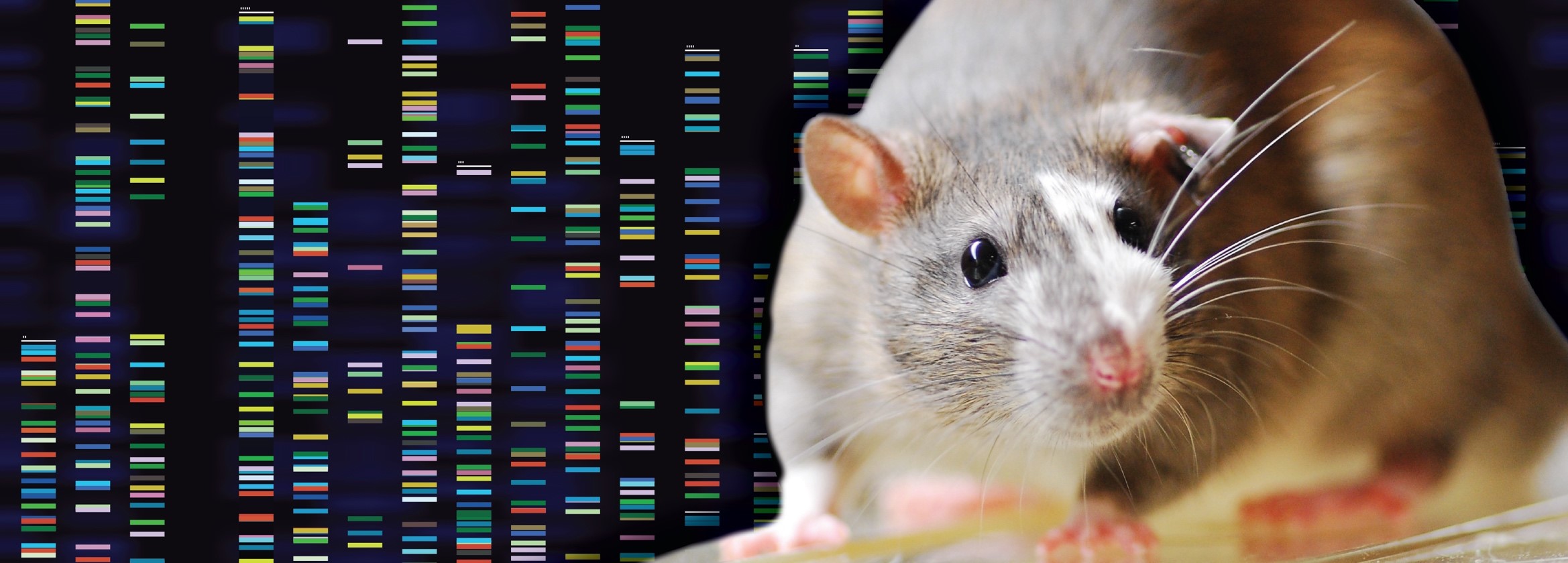 Rat image paired with DNA art