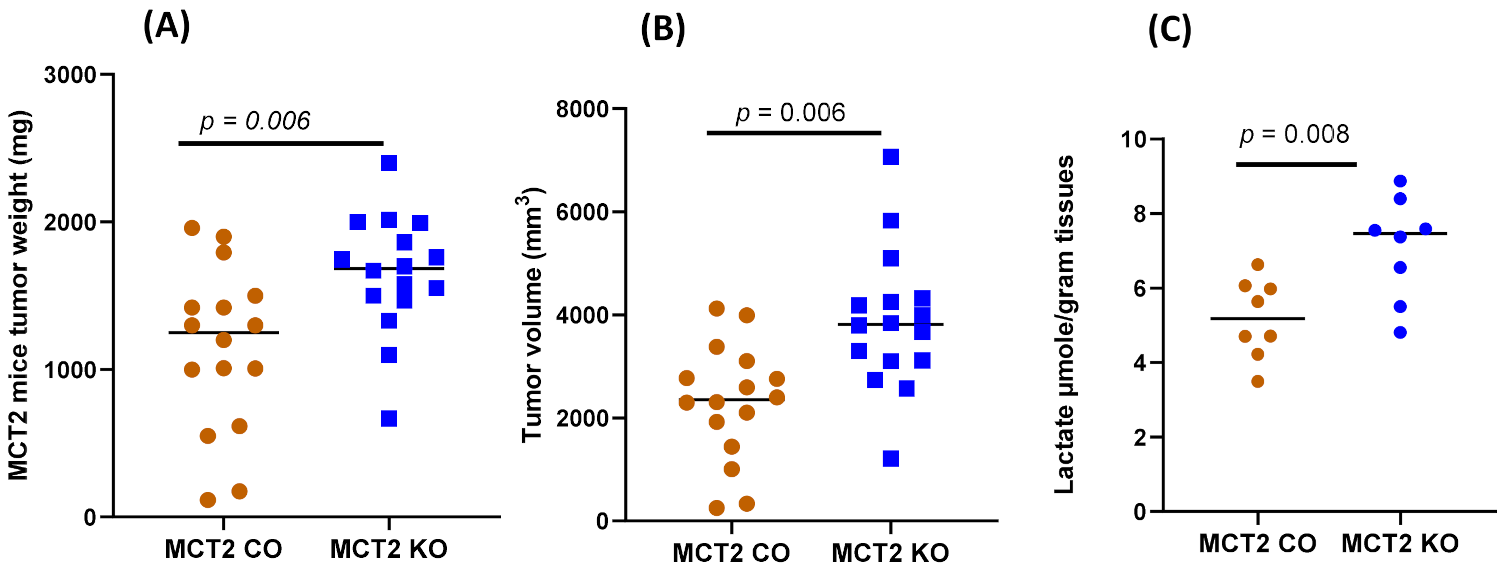 Image of data from A new paper including Drs Coghill and Raju from the BAC as co-authors looks at a multi-Omic approach to exploring the role for MCT2 in the host response to TC1 lung carcinoma that involve alterations in the gut and systemic metabolome, along with TAM-related metabolic pathway.