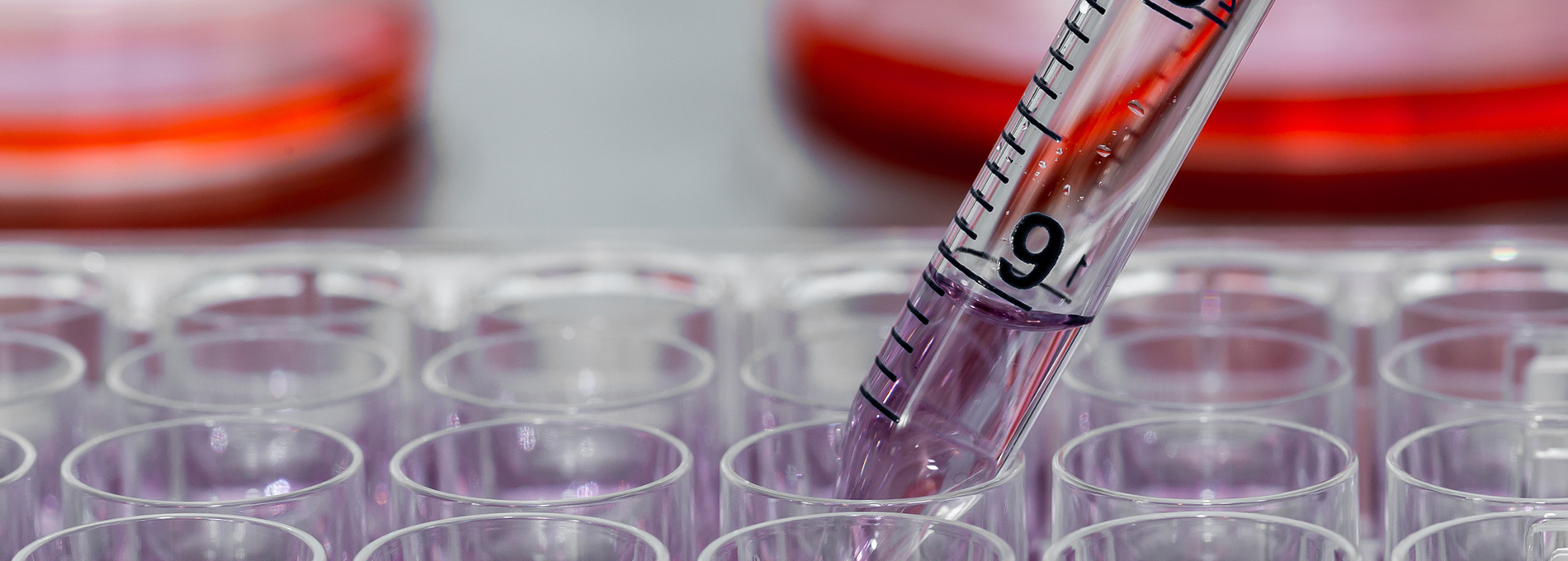 Pipette depositing liquid in a well plate. 