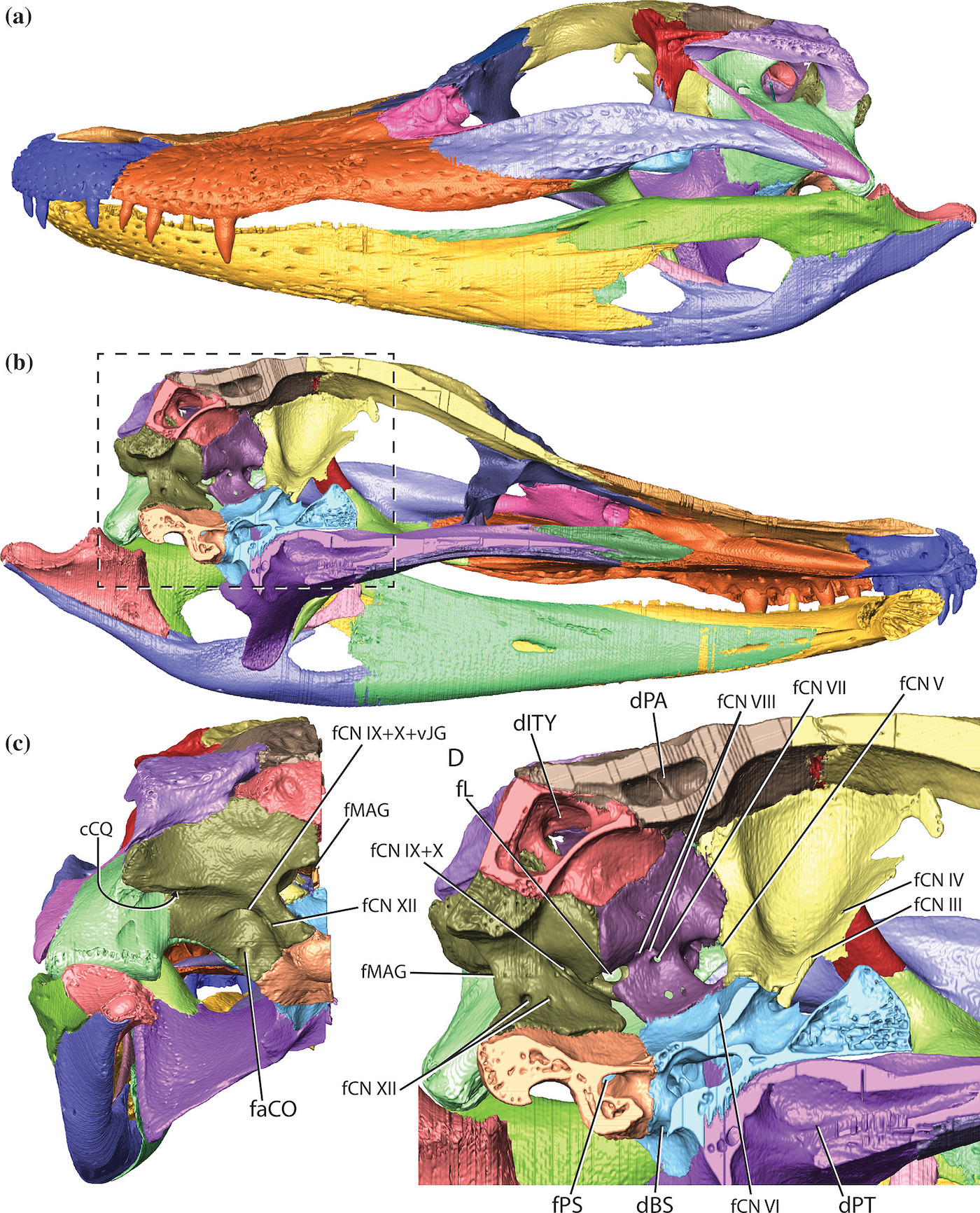 3D reconstruction of alligator cranial elements in left lateral (a), left medial (b), bisected caudal (c) and left medial (d) view from a The Anatomical Record paper titled "A 3D ontogenetic atlas of Alligator mississippiensis cranial nerves and their significance for comparative neurology of reptiles."