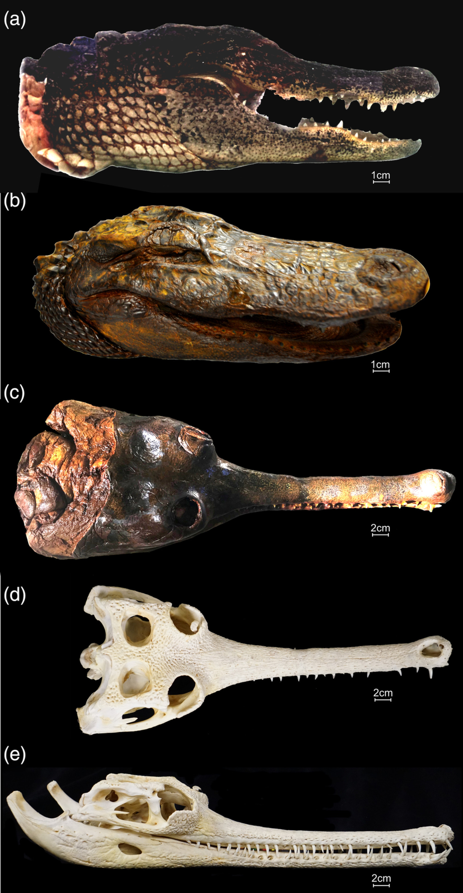 Large specimens of crocodilians during preparation before, during and after iodine contrast from The Anatomical Record paper titled "New frontiers in imaging, anatomy and mechanics of crocodylian jaw muscles," which included as authors PhD students from Casey Holliday's lab.