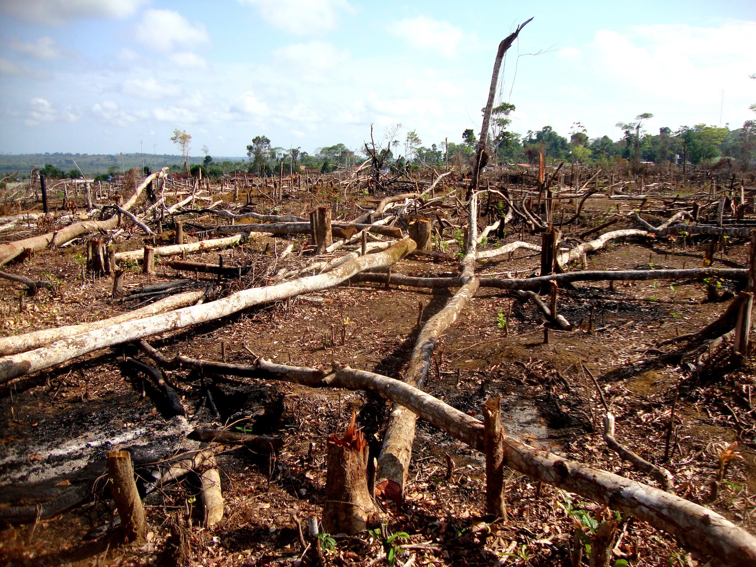 Large-scale deforestation razing land for agriculture and pasture is one of the chief threats facing isolated indigenous societies in the Amazonian rainforests of Brazil. Photo shows razed rainforest littered with chopped down and torn trees. 
