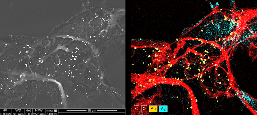 SEM-EDS analysis of Ag- and Au-coated cellulose nanocomposites for residue analysis.