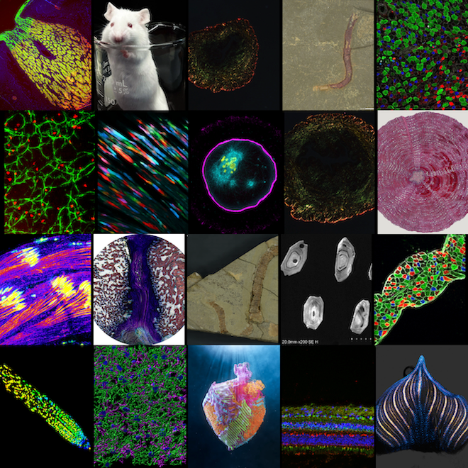 A collage of research images, many of them microscopy