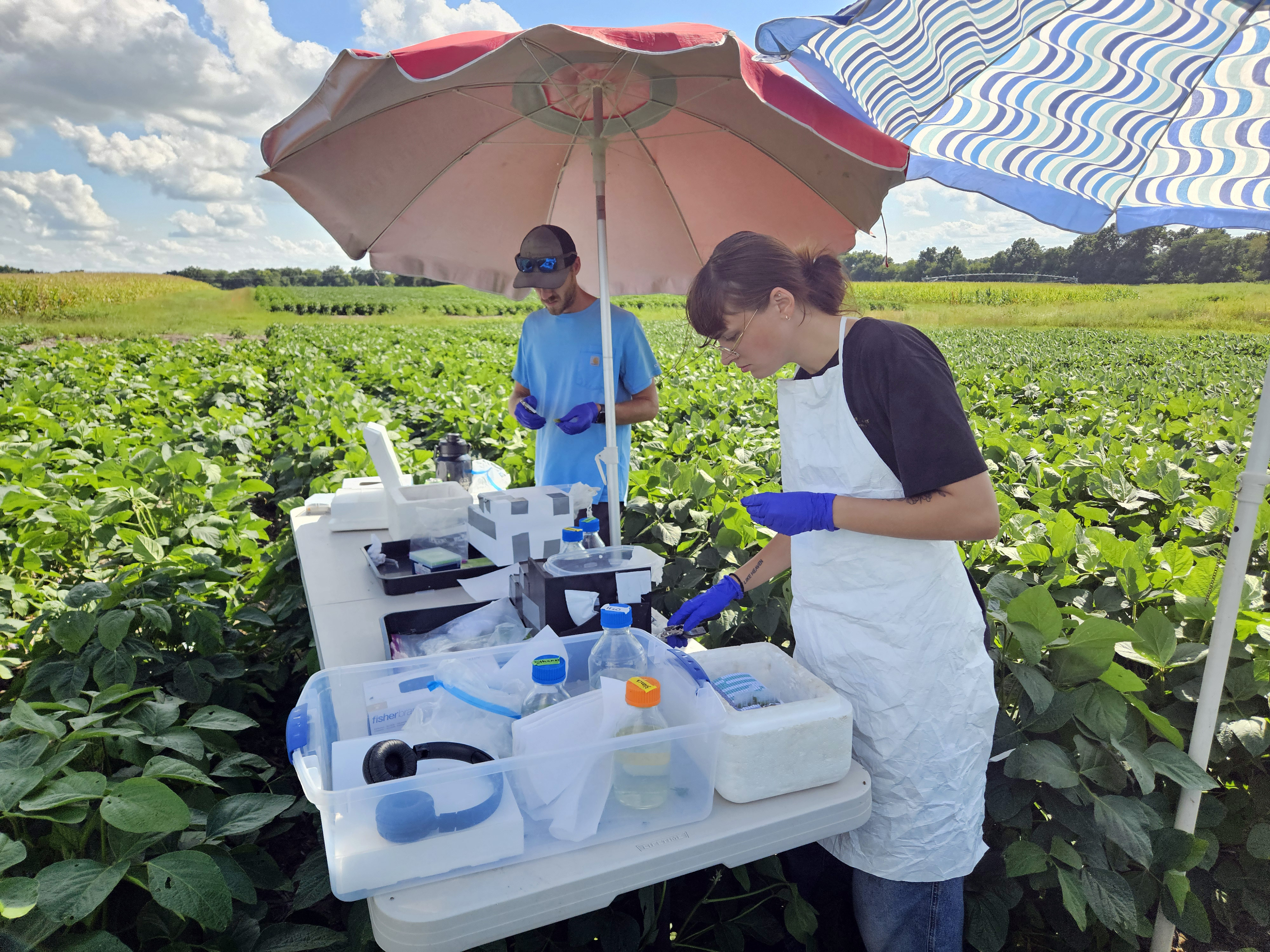 Researchers do tissue sampling in the field.