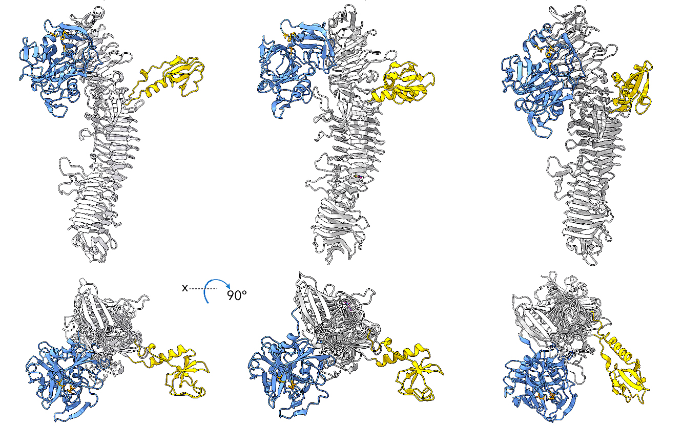 3D renderings of enzymes of three bacteria types that eat through intestinal mucus to allow infection.