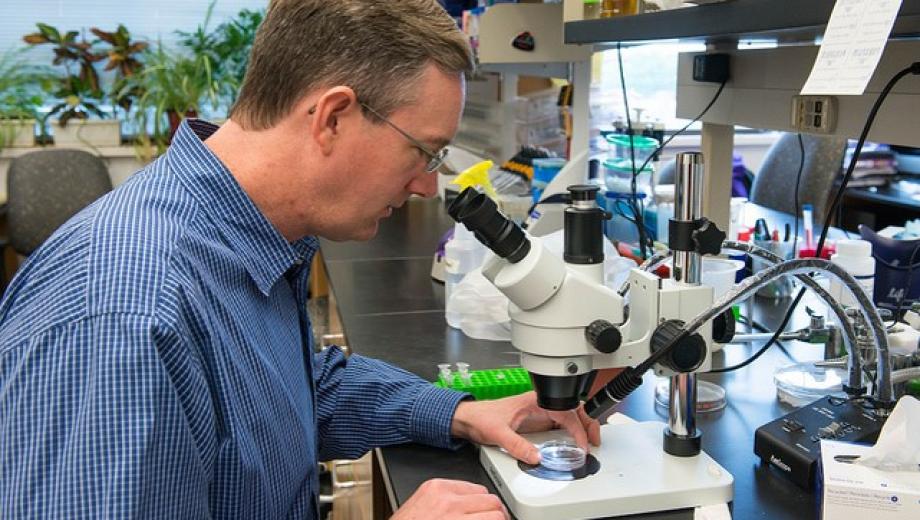 Chris Lorson peers through a microscope in his campus lab.