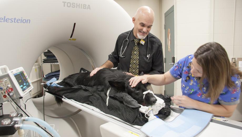 Researchers get a dog ready for PET/CT scan.