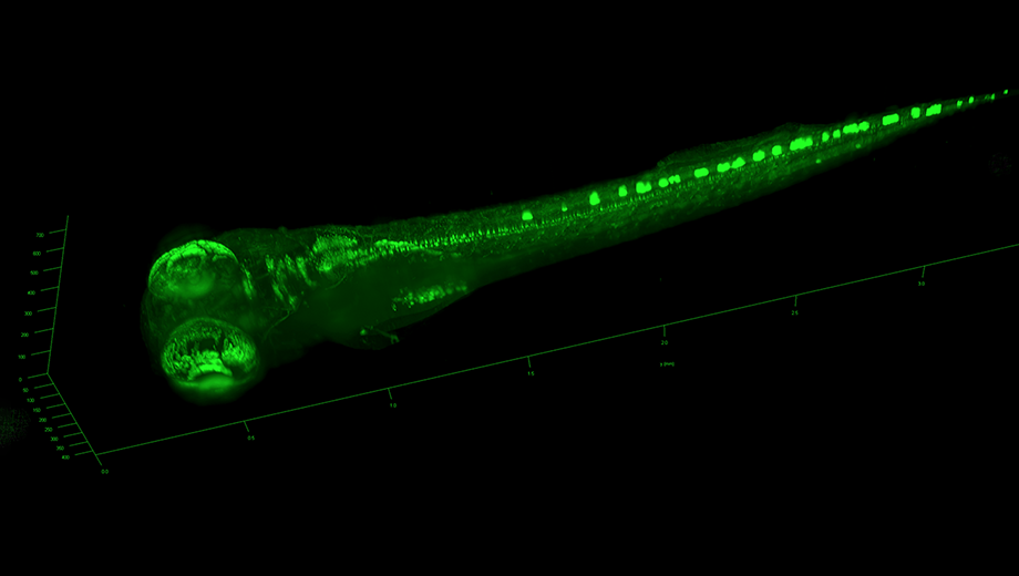 Developing zebra fish