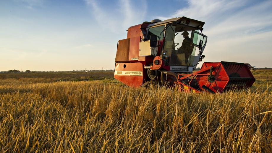 Rice is harvested at the Fisher Delta Research Center. Three locations make up Fisher Delta Research Center’s 1,078 acres in a 12-county area that forms the Missouri Bootheel.
