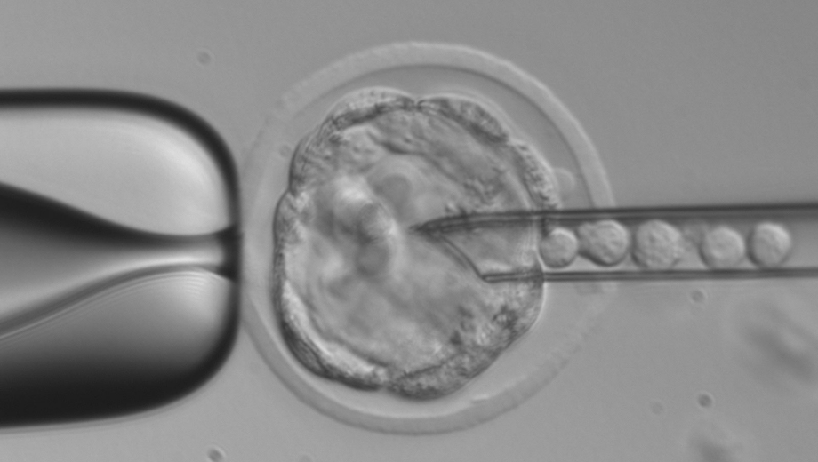 A microscopic image of a microinjection of reagents into a zygote