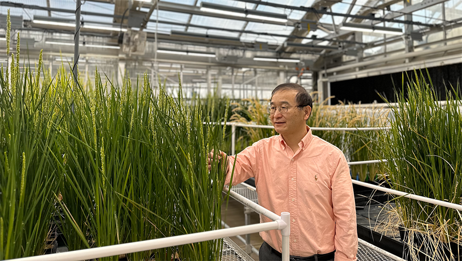 Bing Yang works with plants at the Danforth Center.