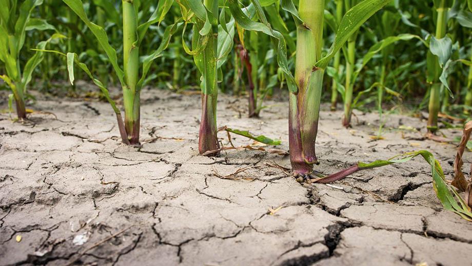 Corn plants in cracked, dry soil