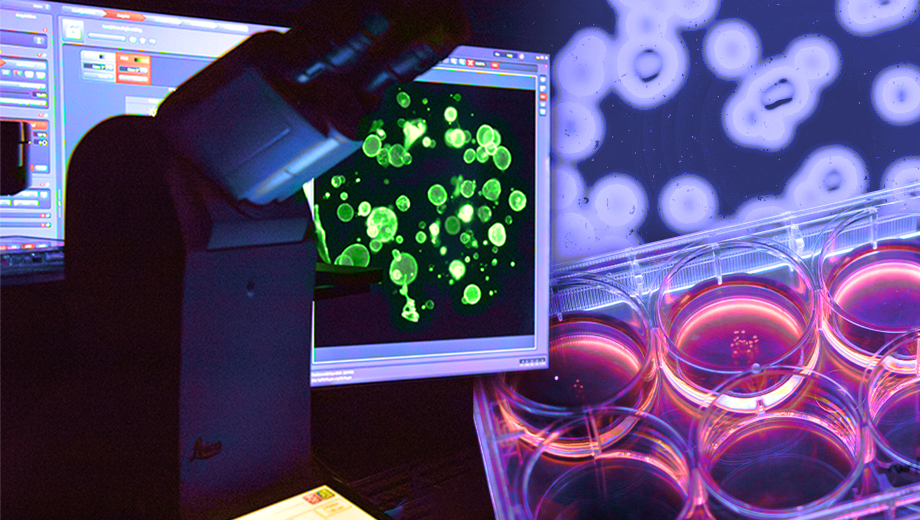 Composite image of organoids, microscope and culture wells. 