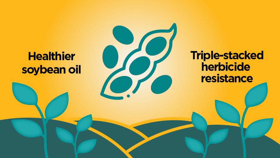 Graphic with simple soybean art and these words: Healthier soybean oil and triple-stacked herbicide resistance