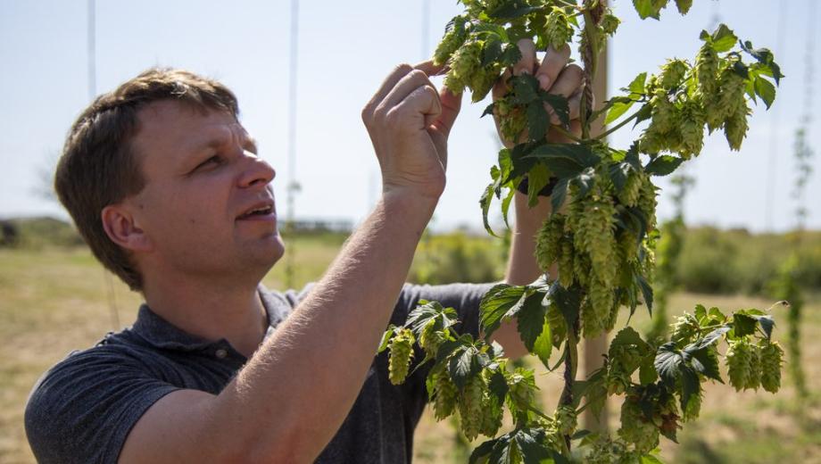 Joe Lynch looks at flowers on a hops plant.