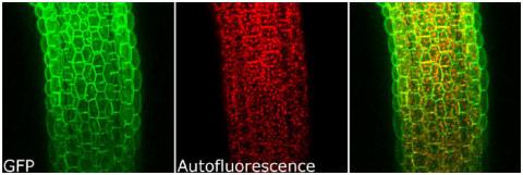 Separation of GFP and chloroplast autofluorescence in Arabidopsis stem-LSM 510 META.