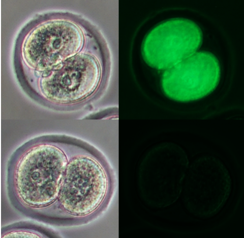 Mouse zygotes electroporated
