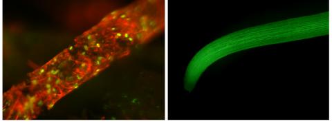 Fluorescent filter example