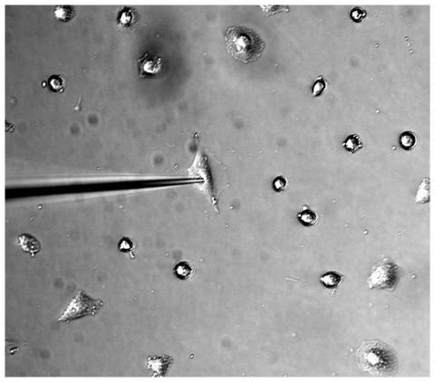 cell being injected