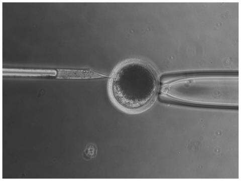 Image of nuclear transfer in an oocyte. Taken by Ye Yuan.