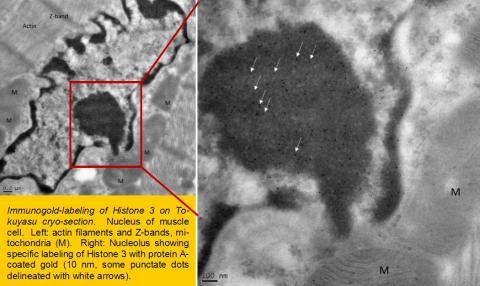 Image of immunolabeling