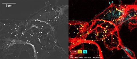 Example image: Au and Ag nanoparticles in a cellulose matrix, as imaged using secondary electrons (left) and mapped with EDS (right)