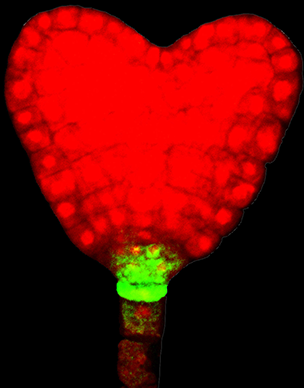 2007 winner, Huachun Wang, Shuqun Zhang's lab