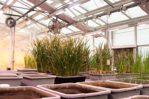 Bond LSC greenhouse 2