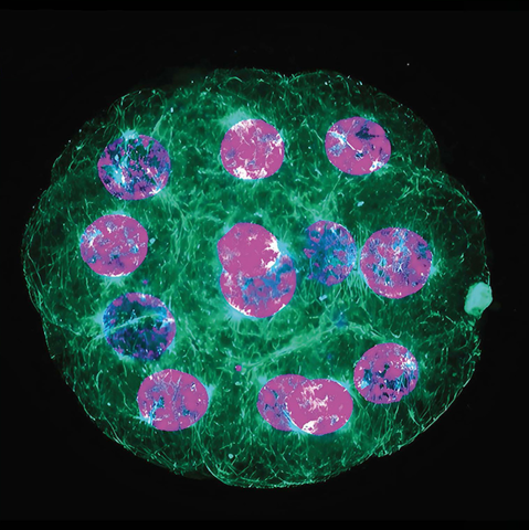 Microscopic image of bovine embryo 
