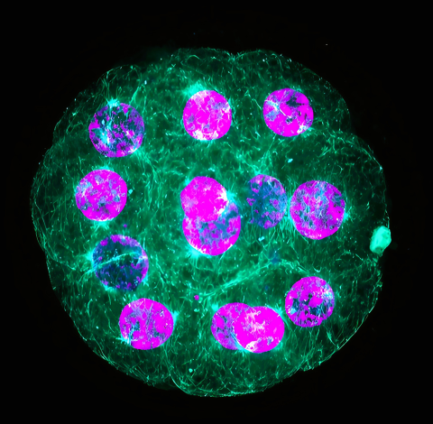 Microscopic image of bovine embryo 