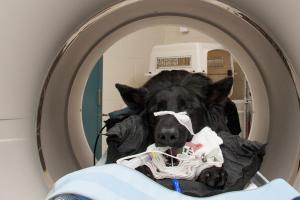 Dog in MRI