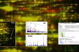 Proteomics results