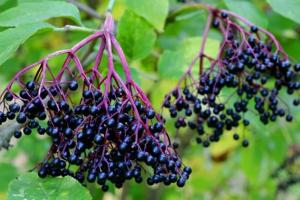 Purple elderberries