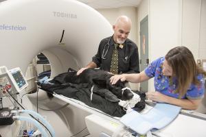 Researchers get dog ready for PET-CT scan.