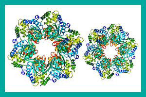 Protein structure model