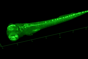 Developing zebrafish embryo