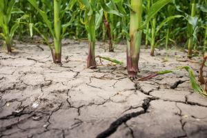 Corn planted in cracked, dry soil