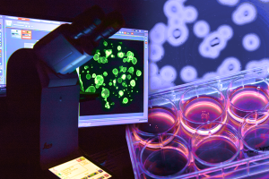 Composite image of microscope, organoids and culture wells