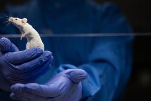 Lab mouse being held by gloved hands of researcher. 