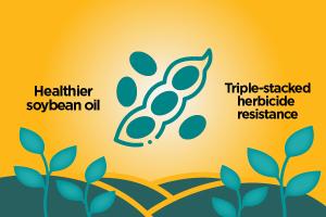 Graphic with simple soybean art and these words: Healthier soybean oil and triple-stacked herbicide resistance