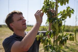 Joe Lynch examines a hops plant.